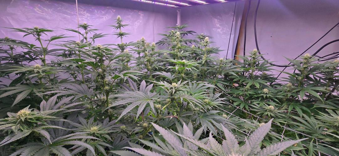 Candy & Gas. Week 5