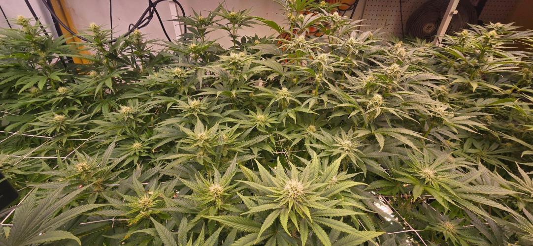 Candy & Gas. Week 5