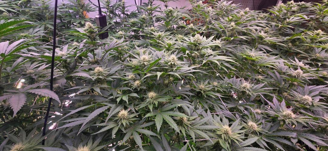 Candy & Gas. Week 5