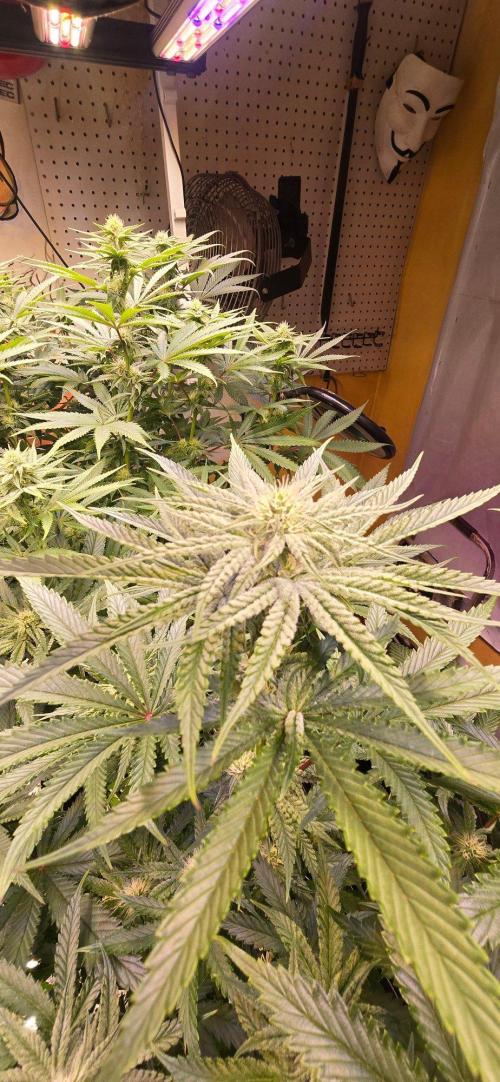 Candy & Gas. Week 5