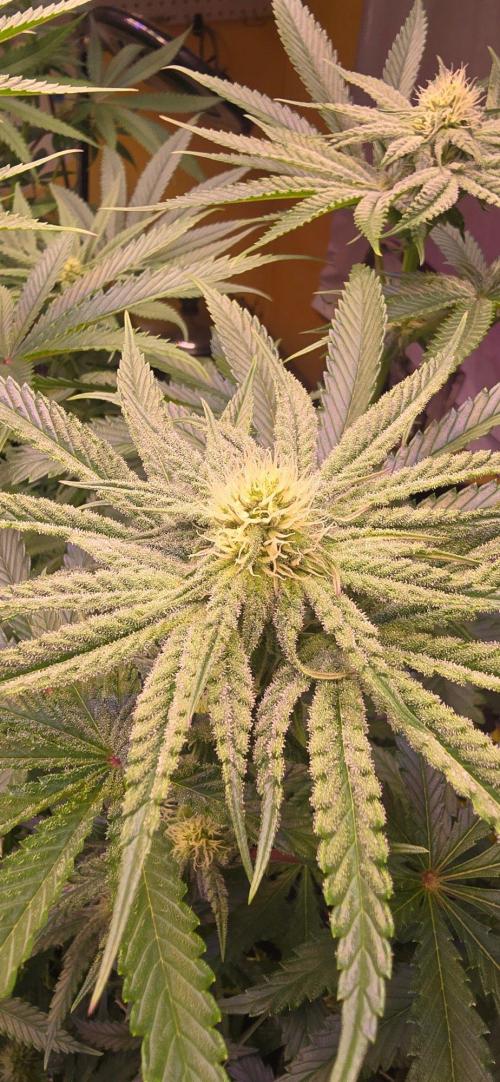 Candy & Gas. Week 5
