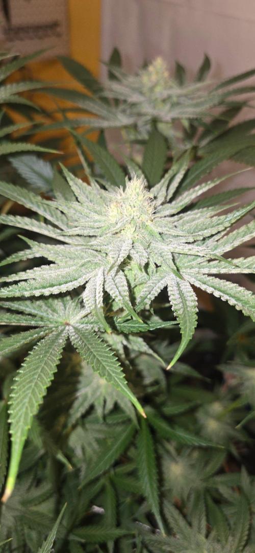 Candy & Gas. Week 6