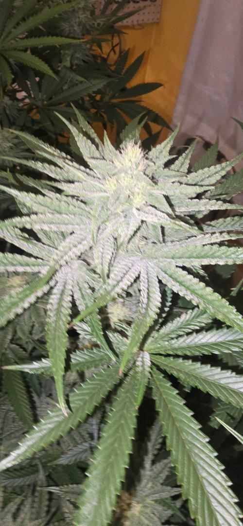 Candy & Gas. Week 6