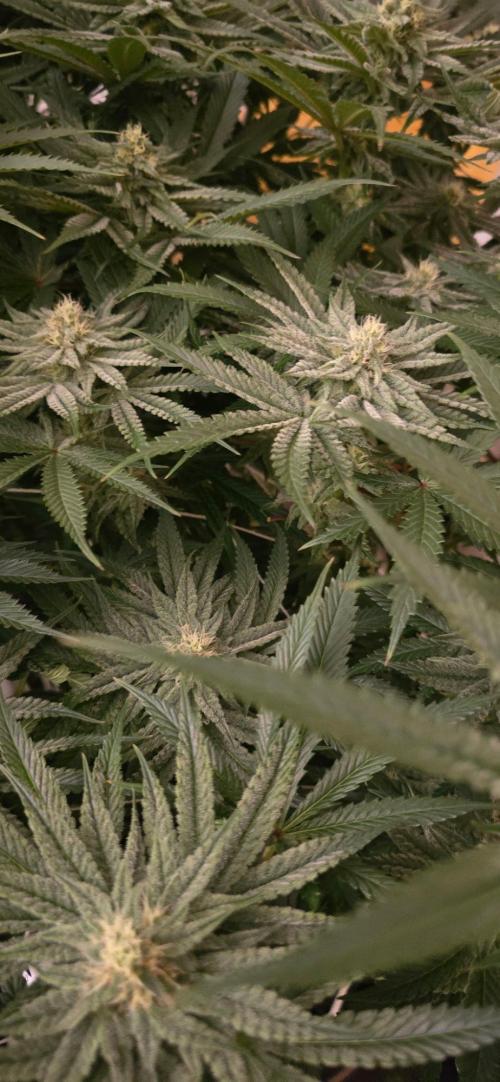 Candy & Gas. Week 6
