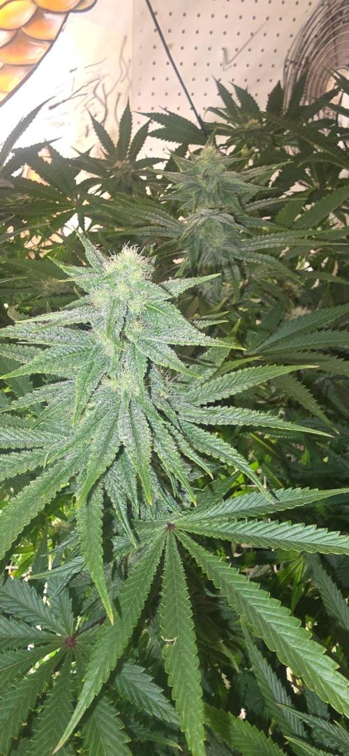 Candy & Gas. Week 6