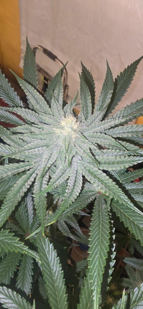 Candy & Gas. Week 6