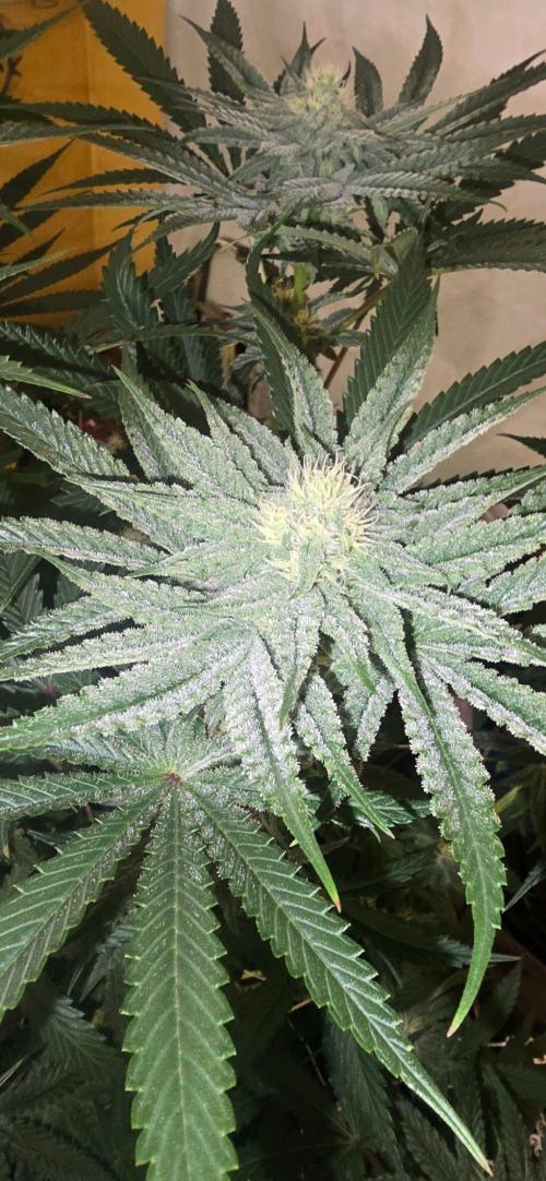 Candy & Gas. Week 6