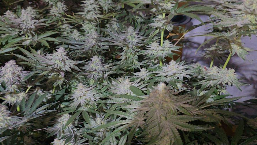 Candy & Gas. Week 7