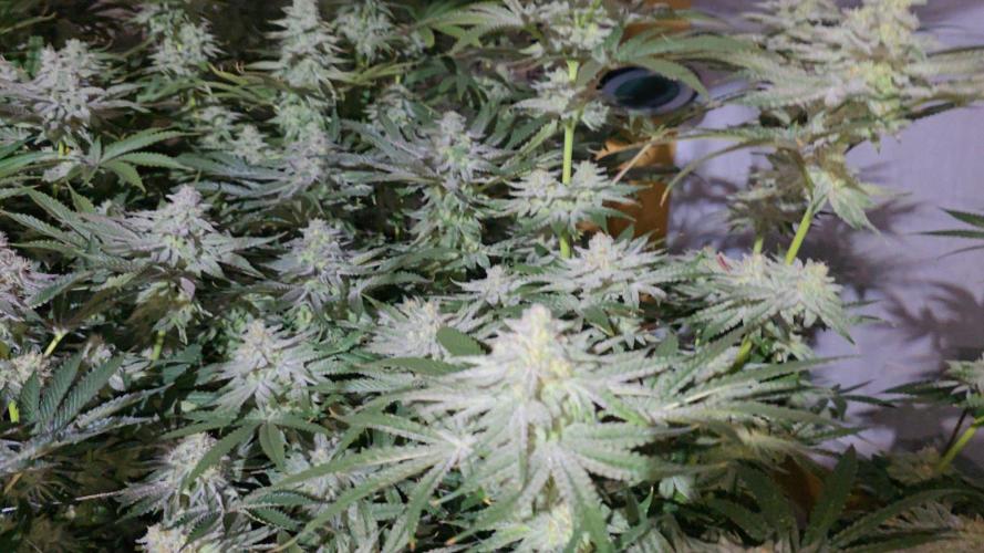 Candy & Gas. Week 7