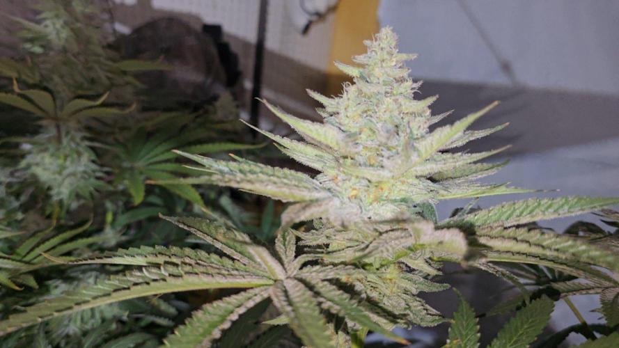 Candy & Gas. Week 7
