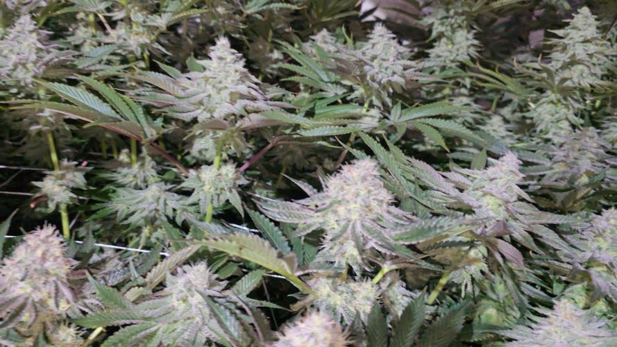 Candy & Gas. Week 7