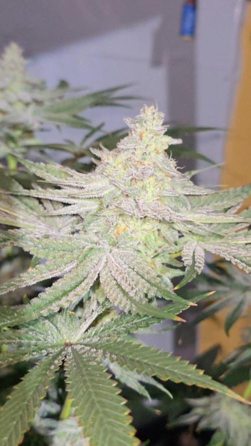 Candy & Gas. Week 7