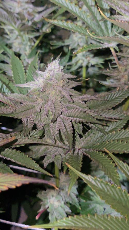 Candy & Gas. Week 7