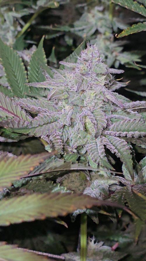 Candy & Gas. Week 7