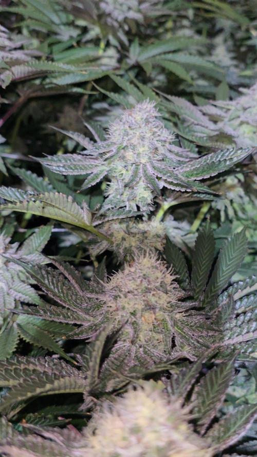 Candy & Gas. Week 7