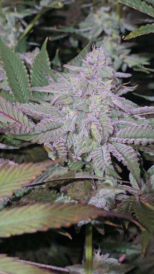 Candy & Gas. Week 7