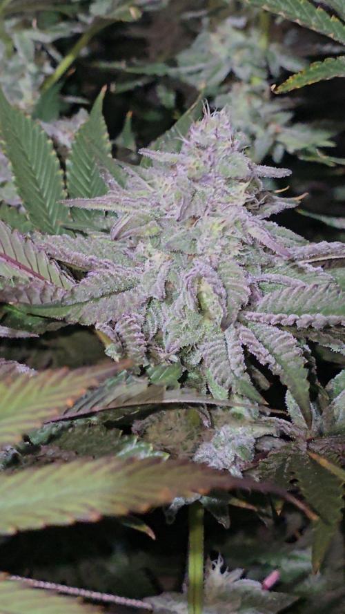 Candy & Gas. Week 7