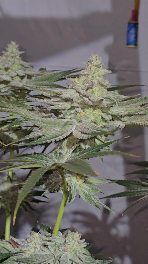 Candy & Gas. Week 7