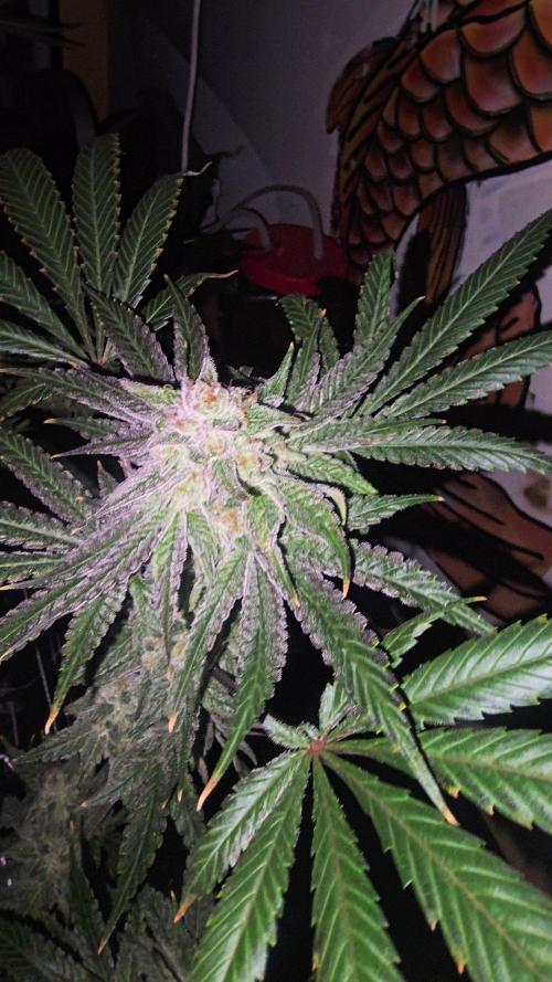 Candy & Gas. Week 8