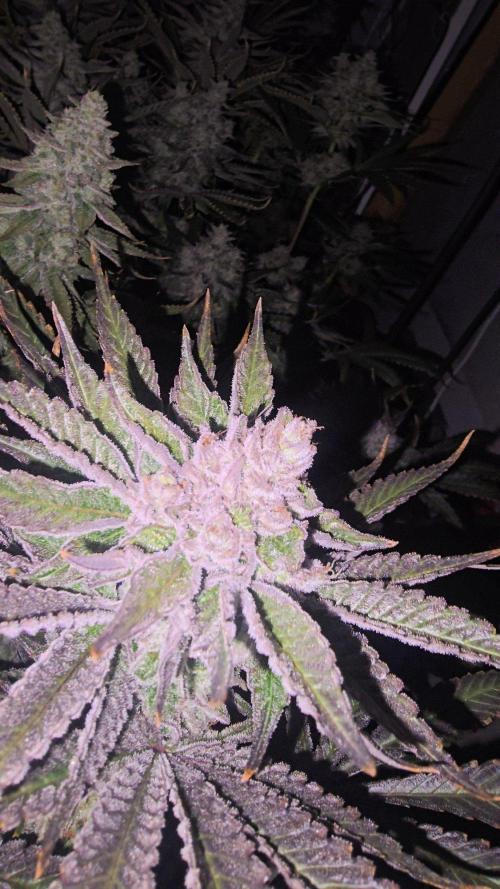 Candy & Gas. Week 8