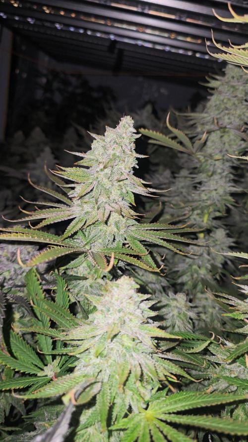 Candy & Gas. Week 8