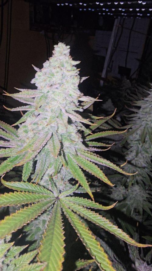 Candy & Gas. Week 8