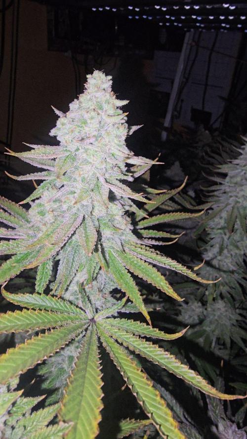 Candy & Gas. Week 8