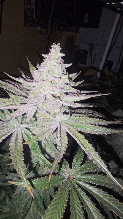Candy & Gas. Week 8