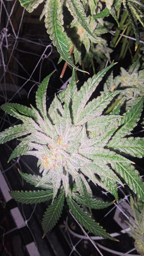 Candy & Gas. Week 8