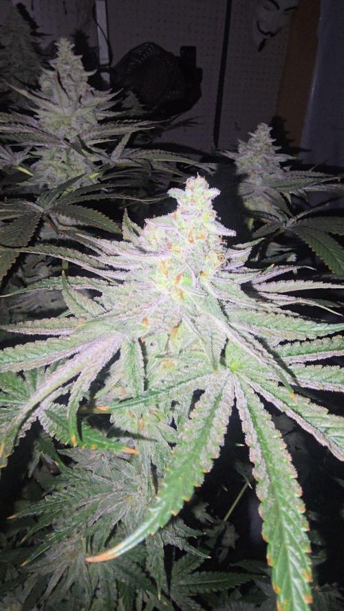 Candy & Gas. Week 8