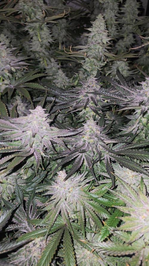Candy & Gas. Week 8