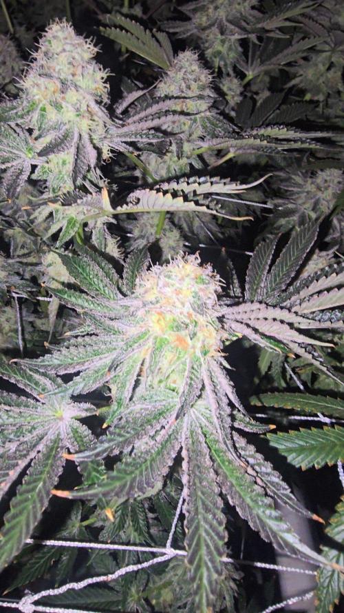 Candy & Gas. Week 8