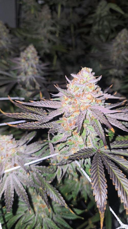 Candy & Gas. Week 8