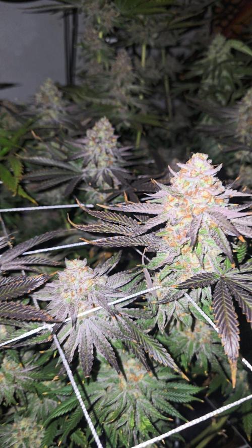Candy & Gas. Week 8