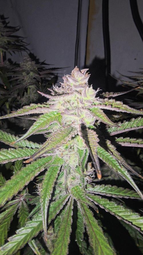 Candy & Gas. Week 8