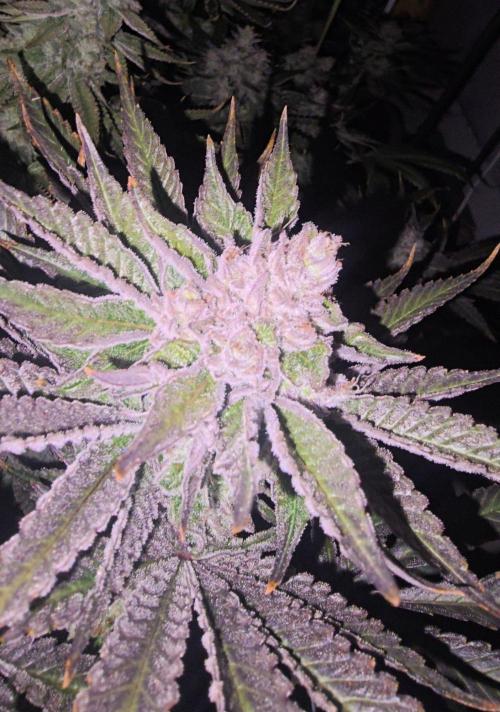 Candy & Gas. Week 9