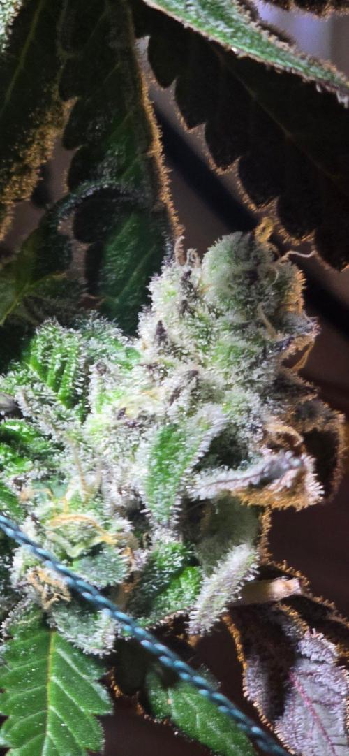 Candy & Gas. Week 9