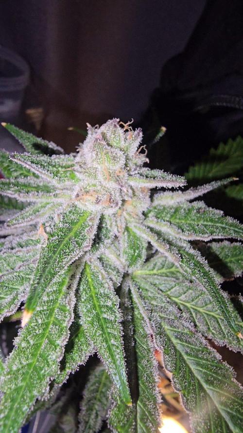 Candy & Gas. Week 9