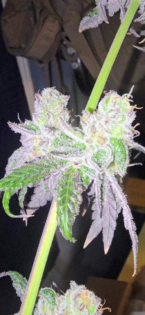 Candy & Gas. Week 9