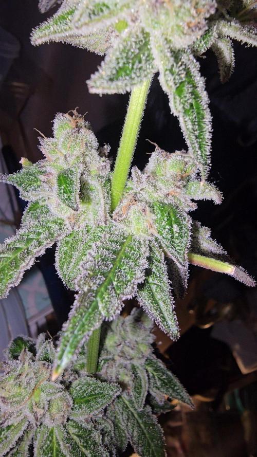 Candy & Gas. Week 9