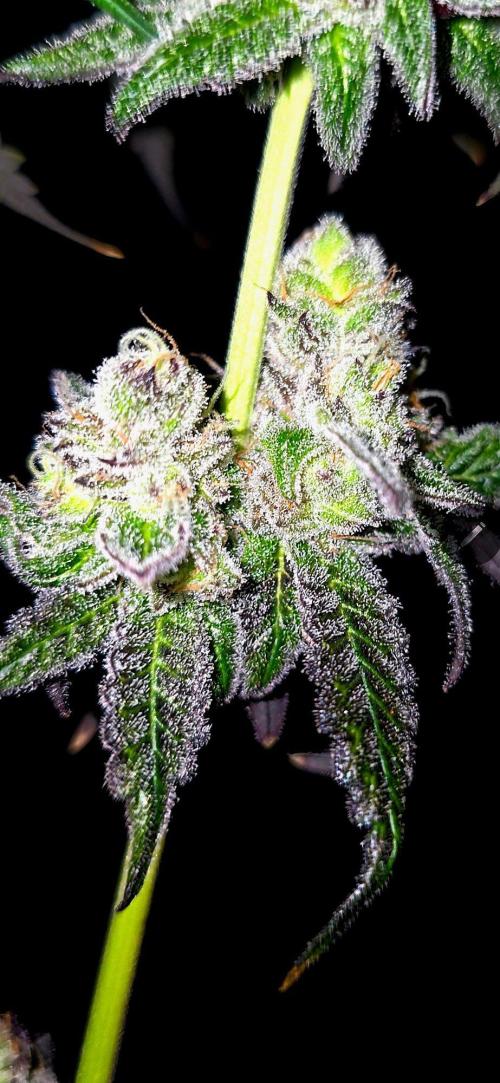Candy & Gas. Week 9