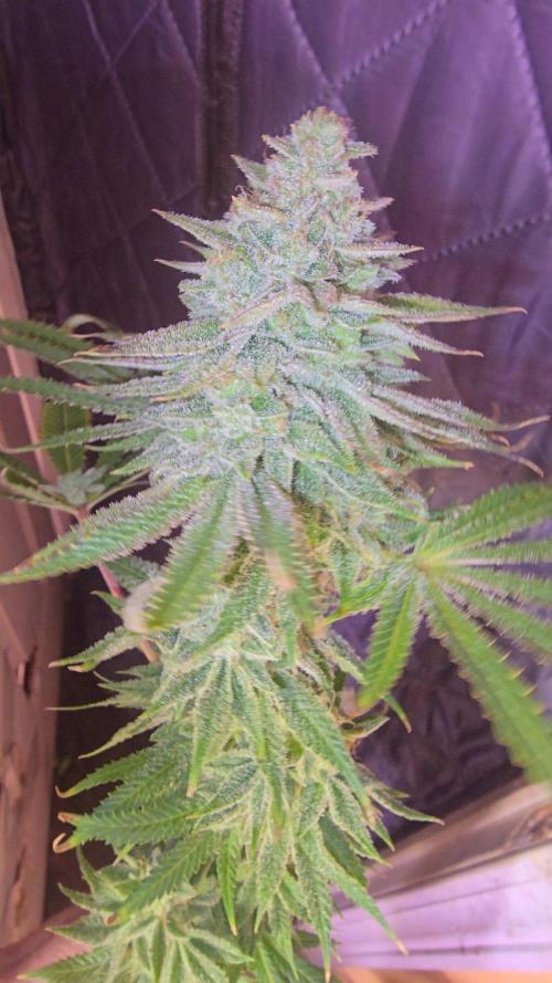 Candy & Gas. Week 9
