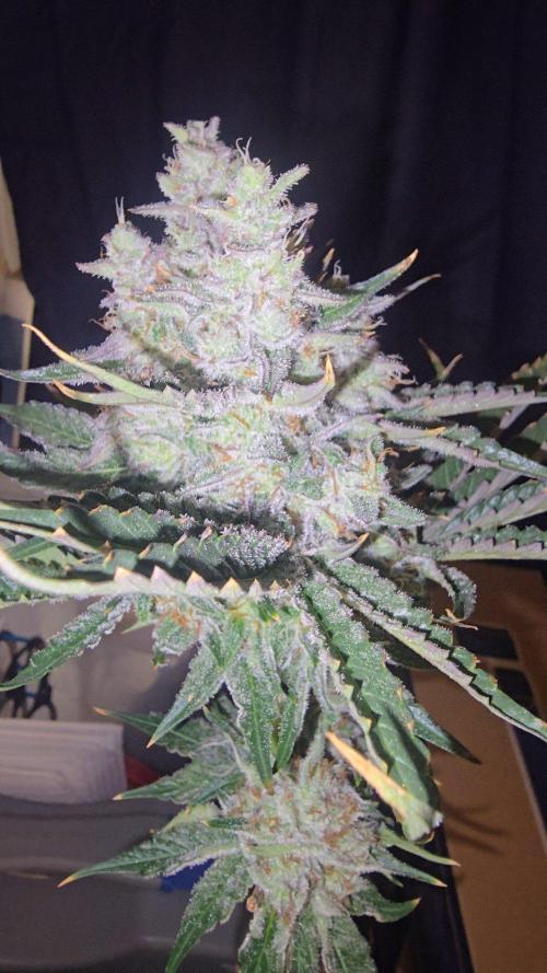 Candy & Gas. Week 9