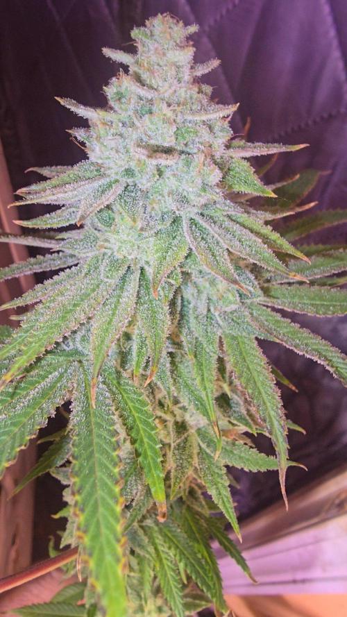 Candy & Gas. Week 9