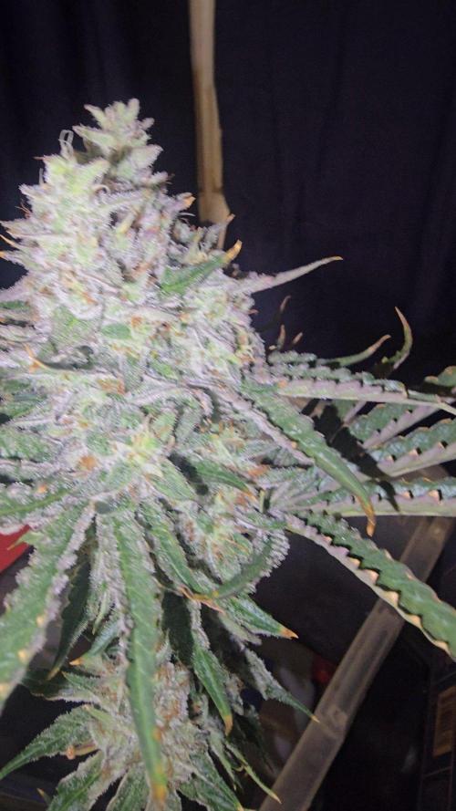 Candy & Gas. Week 9