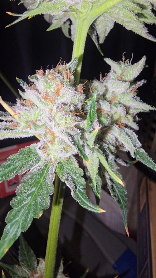 Candy & Gas. Week 9