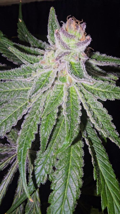 Candy & Gas. Week 9