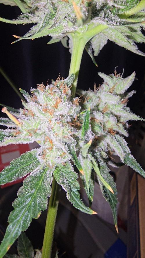 Candy & Gas. Week 9