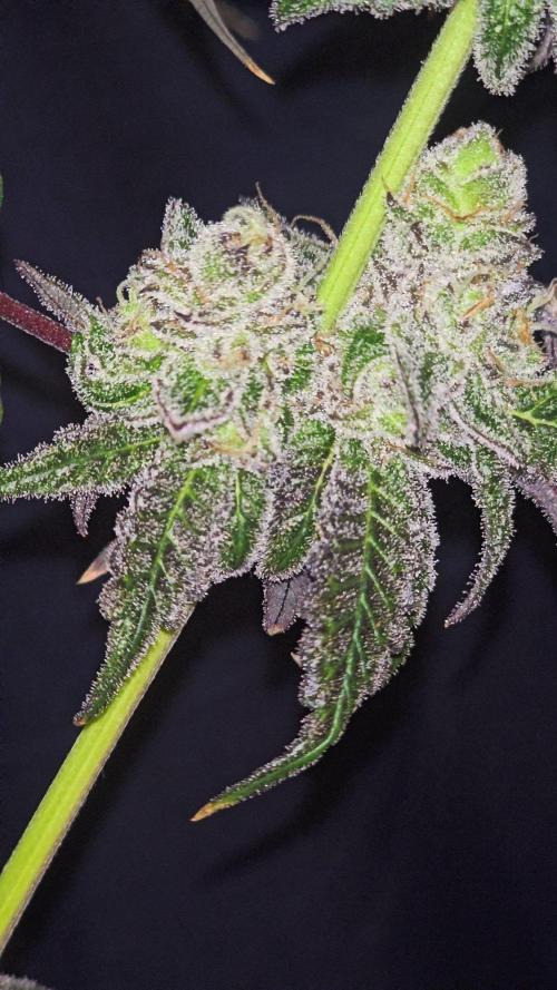 Candy & Gas. Week 9