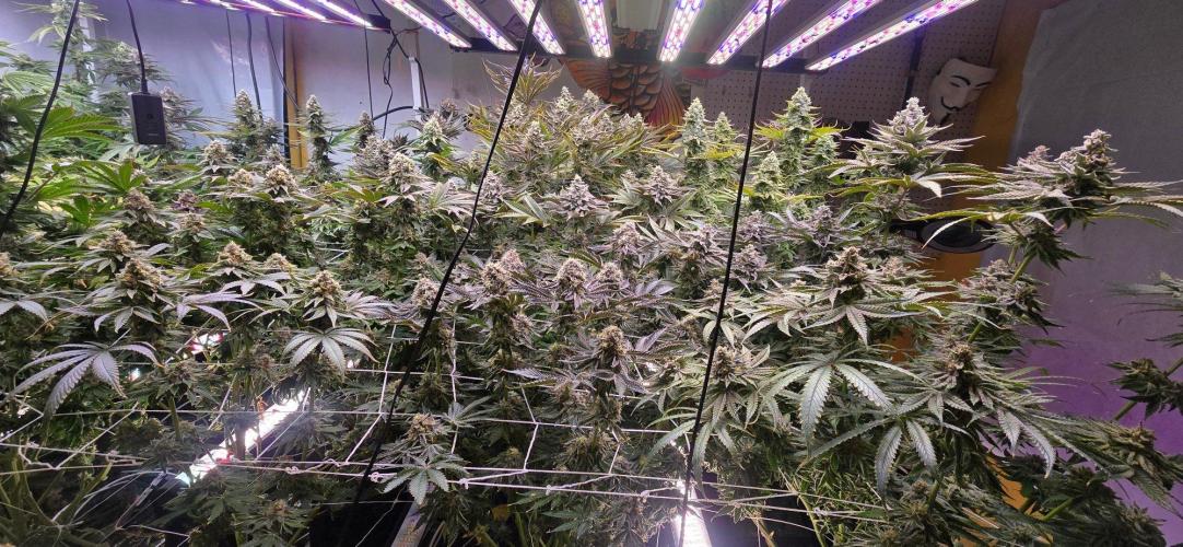 Candy & Gas. Week 9